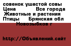 совенок ушастой совы › Цена ­ 5 000 - Все города Животные и растения » Птицы   . Брянская обл.,Новозыбков г.